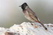 11267 Red-vented Bulbul