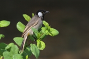 11270 White-eared Bulbul