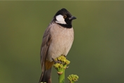 11271 White-eared Bulbul
