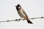 11272 White-eared Bulbul