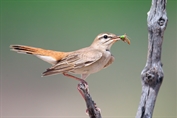 11274 Rufous-tailed Scrub Robin