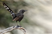 11276 Black Scrub Robin