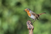 11281 European Robin
