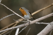 11282 European Robin