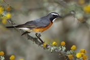 11283 White-throated Robin-Chat