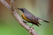 11284 White-throated Robin-Chat