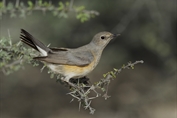 11287 White-throated Robin-Chat