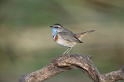 11288 Red-spotted Bluethroat