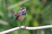 11289 Red-spotted Bluethroat