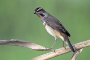 11290 Red-spotted Bluethroat