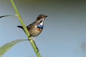 11293 Red-spotted Bluethroat