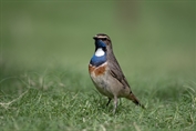 11294 White-spotted Bluethroat