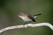 11296 Red-breasted Flycatcher