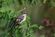 11299 Semicollared Flycatcher