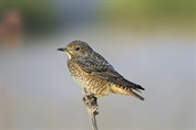 11301 Common Rock Thrush