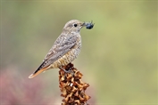 11303 Common Rock Thrush