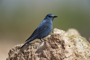 11306 Western Blue Rock Thrush