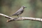 11307 Western Blue Rock Thrush