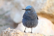 11309 Western Blue Rock Thrush