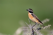 11311 Whinchat