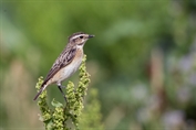 11312 Whinchat