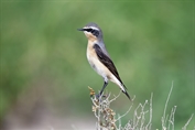 11316 Northern Wheatear