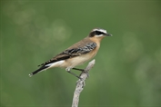 11317 Northern Wheatear