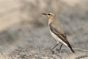 11318 Northern Wheatear