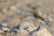 11319 Northern Wheatear