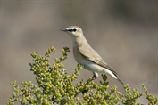 11322 Isabelline Wheatear