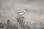 11323 Isabelline Wheatear