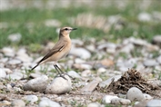 11324 Isabelline Wheatear