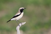 11325 Desert Wheatear
