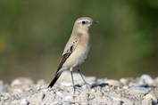 11326 Desert Wheatear