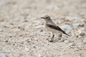 11327 Desert Wheatear