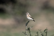 11328 Desert Wheatear