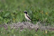 11329 Desert Wheatear