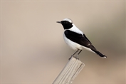 11330 Eastern Black-eared Wheatear