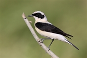 11331 Eastern Black-eared Wheatear