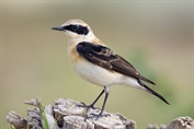 11332 Eastern Black-eared Wheatear