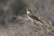11335 Eastern Black-eared Wheatear