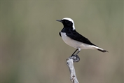 11336 Pied Wheatear
