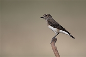 11337 Pied Wheatear