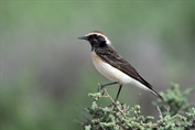11339 Pied Wheatear