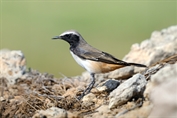 11341 Kurdish Wheatear
