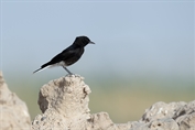 11343 White-crowned Wheatear