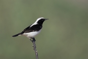 11346 Finsch's Wheatear
