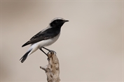 11349 Finsch's Wheatear