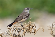 11351 Red-tailed Wheatear