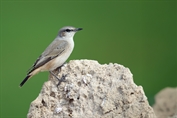 11352 Red-tailed Wheatear